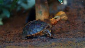 乌龟吃瓜视频全过程无声,萌态十足