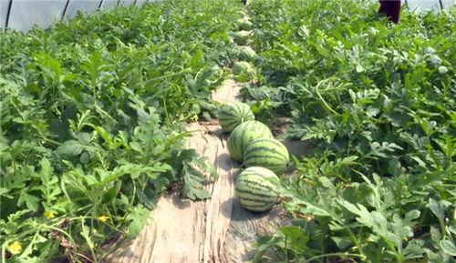 淮北吃瓜事件视频最新进展