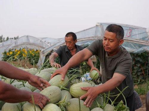 梢头村吃瓜事件视频,一场引发热议的乡村奇闻