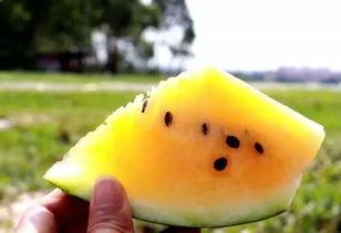 吃沙瓜的视频,一窥沙漠中的清凉诱惑