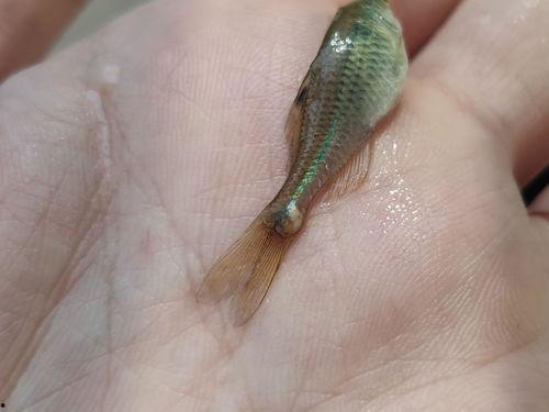 水蚤会吃小瓜虫吗视频,揭秘水族箱中的生存法则