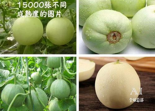 最有福的吃瓜视频,最有福的吃瓜视频，带你领略人间百态