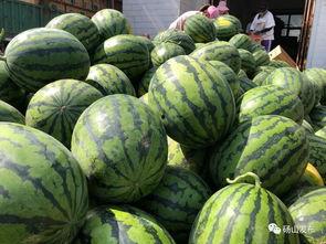 砀山吃瓜视频,一场视觉与味蕾的双重盛宴