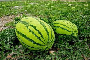 日本人吃石头瓜视频,石头瓜的神秘魅力