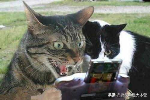 猫和主人一起吃瓜原视频,温馨一幕引网友热议