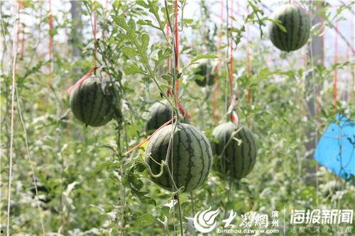 湖北十堰吃瓜事件视频,湖北十堰“吃瓜事件”视频引发热议