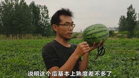 河南农村吃瓜视频