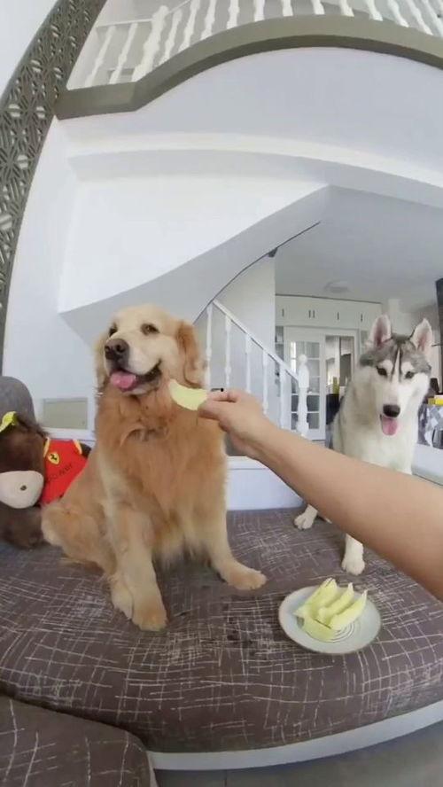 吃瓜狗子与我视频,一场欢乐的视觉盛宴