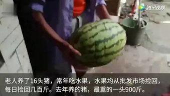 那些吃瓜视频怎么来的,从吃瓜视频看网络时代的娱乐现象