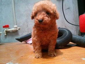 泰迪可以吃白兰瓜吗视频,白兰瓜的适宜性探讨