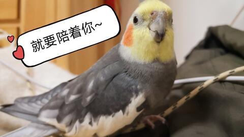 玄凤吃哈密瓜会死吗视频