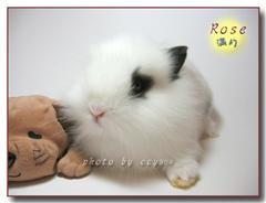 熊猫兔吃不吃哈密瓜呢视频,吃还是不吃？