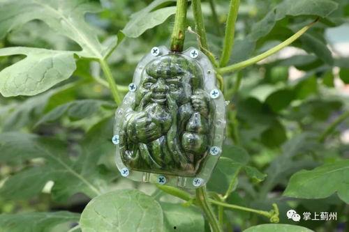 吃瓜买一送一原创视频