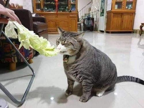 相扑猫吃瓜视频下载安装